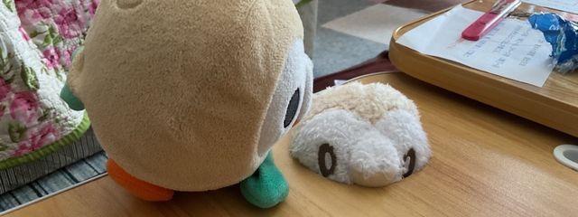 きなこ丸!握力16.9の人間さんの壁紙画像