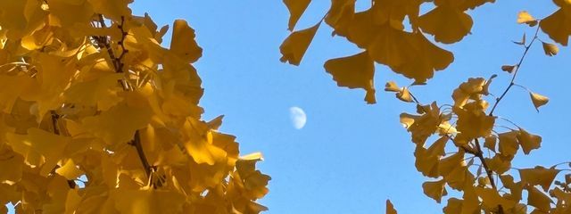 瑠璃琥珀さんの壁紙画像