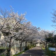 めいささんのアイコン画像