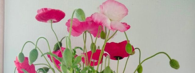 hanatubakiさんの壁紙画像