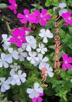 シレネの花束を持つ貴方へ