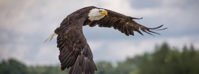 バオバブさんの壁紙画像