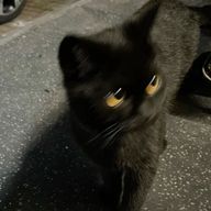 　shさんのアイコン画像