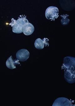 星の瞳の奥には  【つ🅰️】