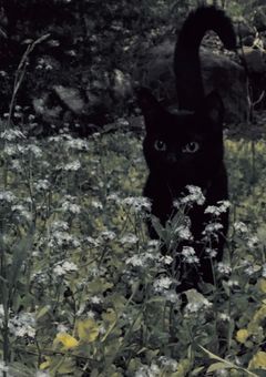 🐈‍⬛超特急に九生あり🐈‍⬛
