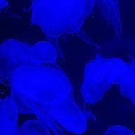 処方箋さんのアイコン画像