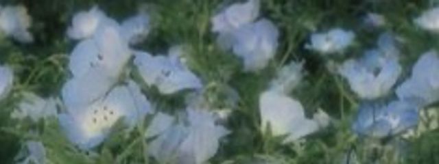 こはねはねはねみにみにさろんさんの壁紙画像