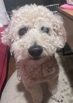 概念〇〇