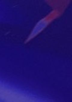 心臓の音が降り積もる 。