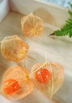 鬼灯〜愛に惑う花びら〜【ハイキュー‼︎】