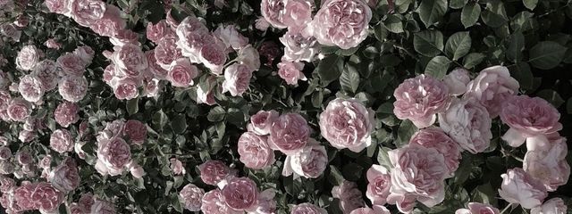 ▶︎目眩ﾁｬﾝさんの壁紙画像