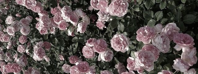 ▶︎目眩ﾁｬﾝさんの壁紙画像