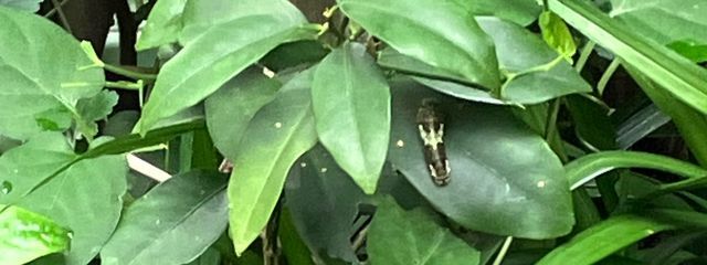 清水すみれさんの壁紙画像