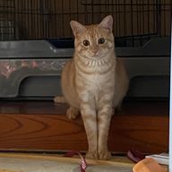 りんぐりんぐ-麟々のサブ垢さんのアイコン画像