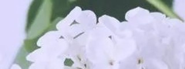 冰雪夢愛#ノンデリ系ガールさんの壁紙画像