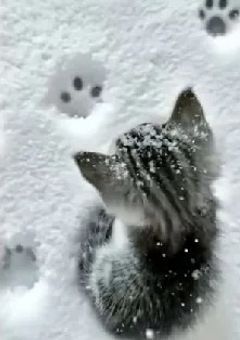 とある妹グループ、兄グループに彼氏がいるようで