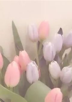 𝑫𝒊𝒐 𝒑𝒓𝒐𝒕𝒆𝒕𝒕𝒐𝒓𝒆