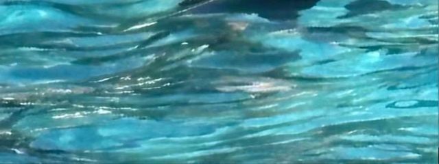 カルグクスさんの壁紙画像