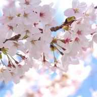 しふささんのアイコン画像