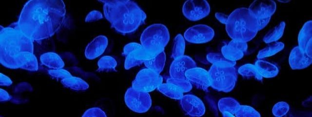 無能🪼🎧👻さんの壁紙画像