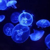 無能🪼🎧👻さんのアイコン画像