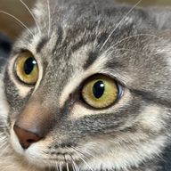 モカさんのアイコン画像