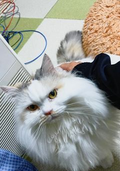 知らない人に動物になる薬を掛けられたら猫になって推しに飼われちゃう