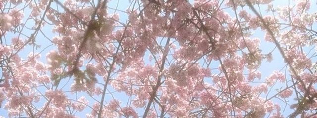 🌸さんの壁紙画像