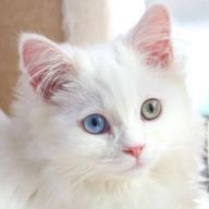 美鼓さんのアイコン画像