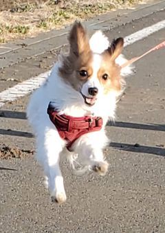 うちのわんこを見てくれ