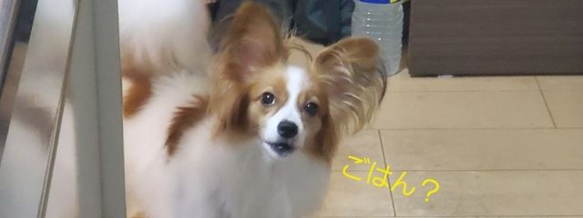 しらすぴぃ_フォロバ100%さんの壁紙画像