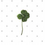 🍀︎さんのアイコン画像
