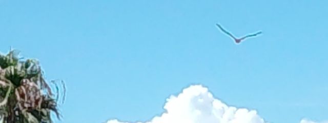 光蕾さんの壁紙画像