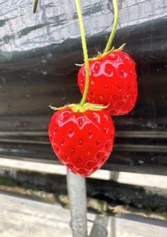 兄はドシスコン変態野郎