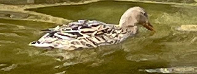 かめさんの壁紙画像