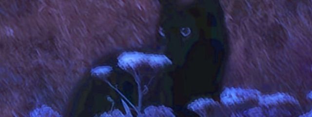 ねむ(い)さんの壁紙画像