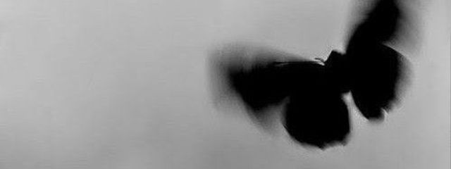 ℒ𝓊𝓃𝒶*₊さんの壁紙画像