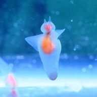 海青さん𓆡☆.* (インフル中のため投稿❌)さんのアイコン画像