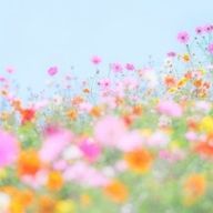 marimoさんのアイコン画像