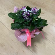 mimiyさんのアイコン画像
