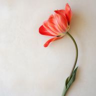 Kanzakiさんのアイコン画像