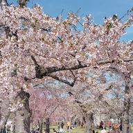 皇晴斗さんのアイコン画像