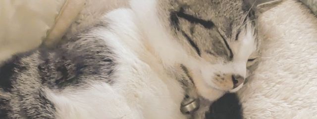   #．yanagiさんの壁紙画像