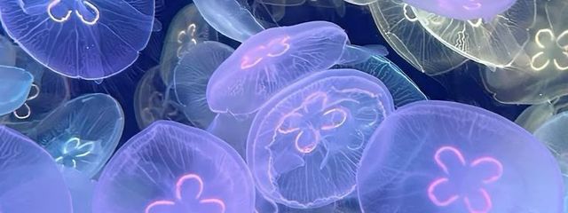 ☕︎︎‎𓂃 𓈒𓏸 𝕥𝕖𝕒໒꒱.+さんの壁紙画像