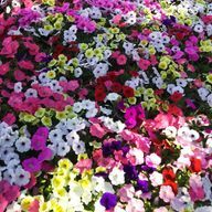 あすかさんのアイコン画像