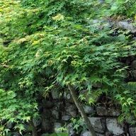 yumiakaさんのアイコン画像