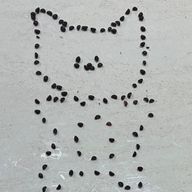 溶けたねこさんのアイコン画像