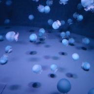 Ksiさんのアイコン画像