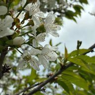 🥀💫さんのアイコン画像