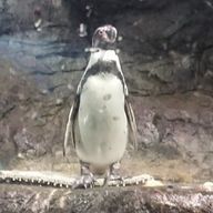 くろやぎ@精神的不調により低浮上さんのアイコン画像